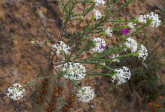Pimelea brevifolia brevifolia