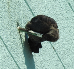 Corvus monedula