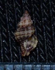 Cyrillia linearis