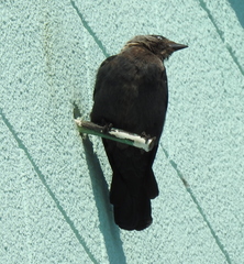 Corvus monedula