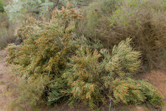 Allocasuarina trichodon