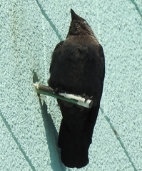 Corvus monedula
