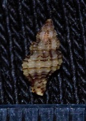 Cyrillia linearis