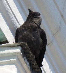 Corvus monedula