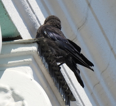 Corvus monedula