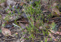 Opercularia vaginata