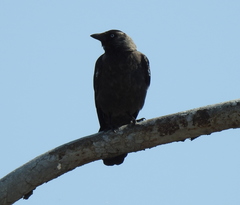 Corvus monedula