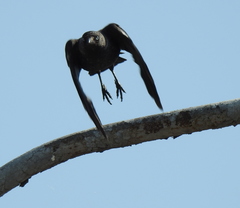 Corvus monedula