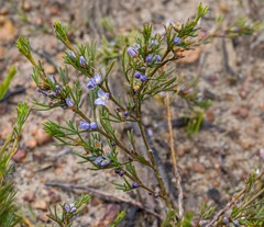 Cyanothamnus ramosus anethifolia