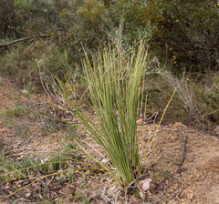 Xanthorrhoea platyphylla
