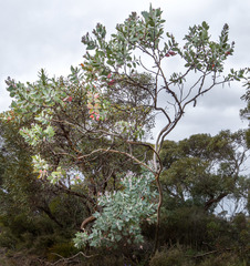 Eucalyptus pleurocarpa