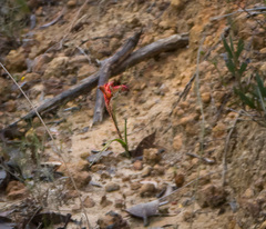 Anigozanthos humilis humilis