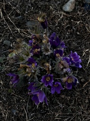 Pulsatilla
