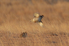 Tympanuchus pallidicinctus