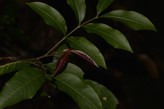 Alectryon subcinereus