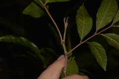 Alectryon subcinereus