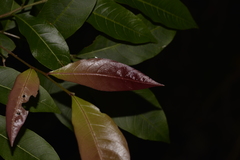 Alectryon subcinereus