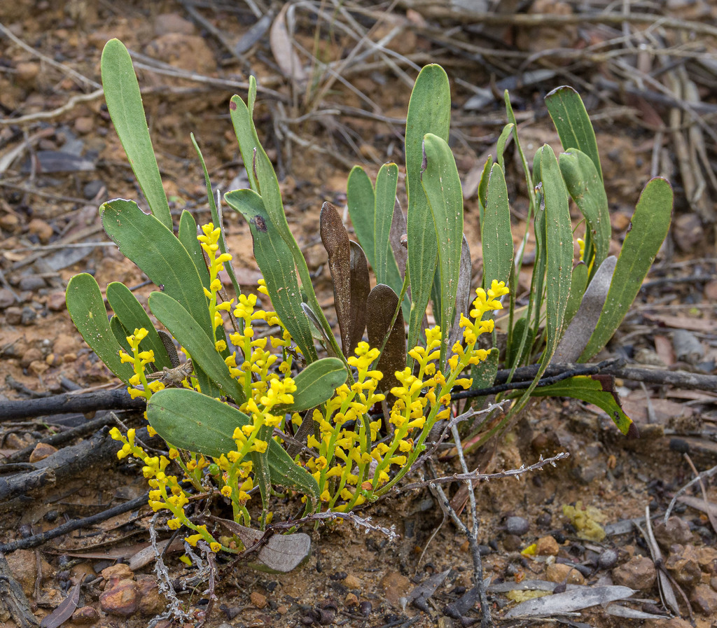 Synaphea favosa