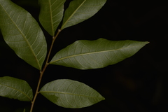 Alectryon subcinereus