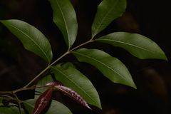 Alectryon subcinereus