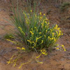 Synaphea petiolaris