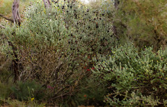 Petrophile ericifolia