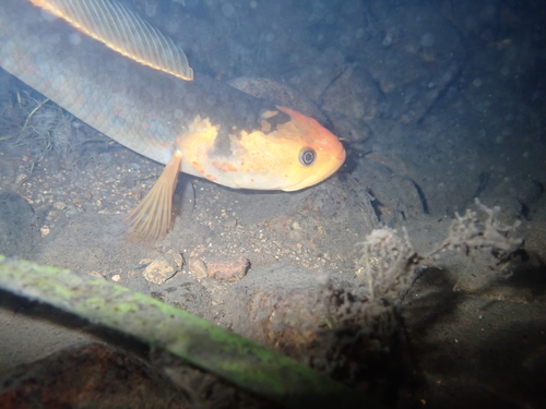 Small snakehead (Channa asiatica) — Channidae — 3
