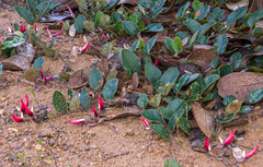 Gastrolobium latifolium