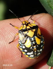 Chinavia pallidoconspersa