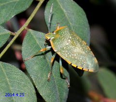 Chinavia pallidoconspersa