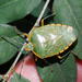 Yellow-edged Stink Bug - Photo (c) Peter Vos, some rights reserved (CC BY-NC), uploaded by Peter Vos