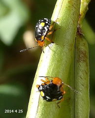Chinavia pallidoconspersa