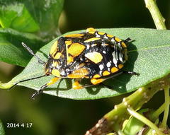 Chinavia pallidoconspersa