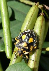 Chinavia pallidoconspersa
