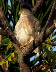 Accipiter minullus