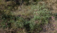 Banksia alliacea