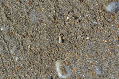 Turbonilla lactea