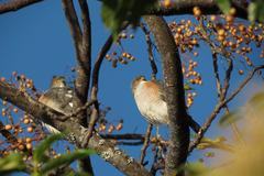 Accipiter minullus