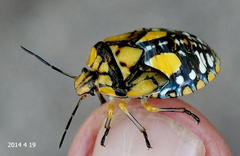 Chinavia pallidoconspersa