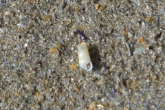 Turbonilla lactea