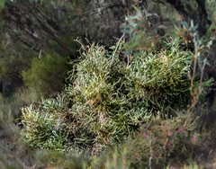 Banksia plumosa