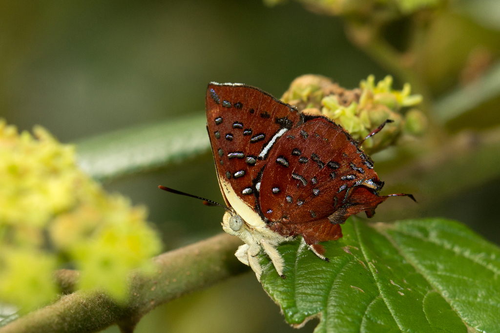 Axiocerses punicea