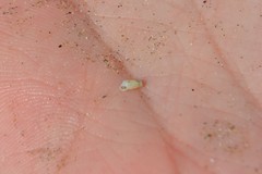 Turbonilla lactea