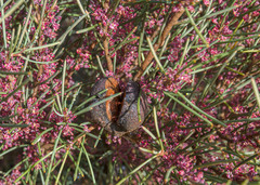 Hakea strumosa