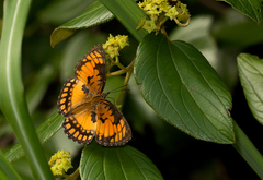 Byblia anvatara
