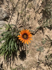 Gazania ciliaris