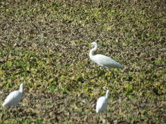 Ardea alba melanorhynchos