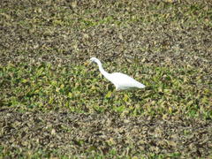 Ardea alba melanorhynchos