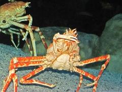 Macrocheira kaempferi