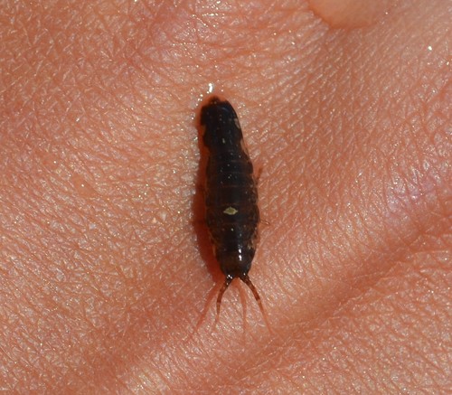 photo of Baltic Isopod (Idotea balthica)